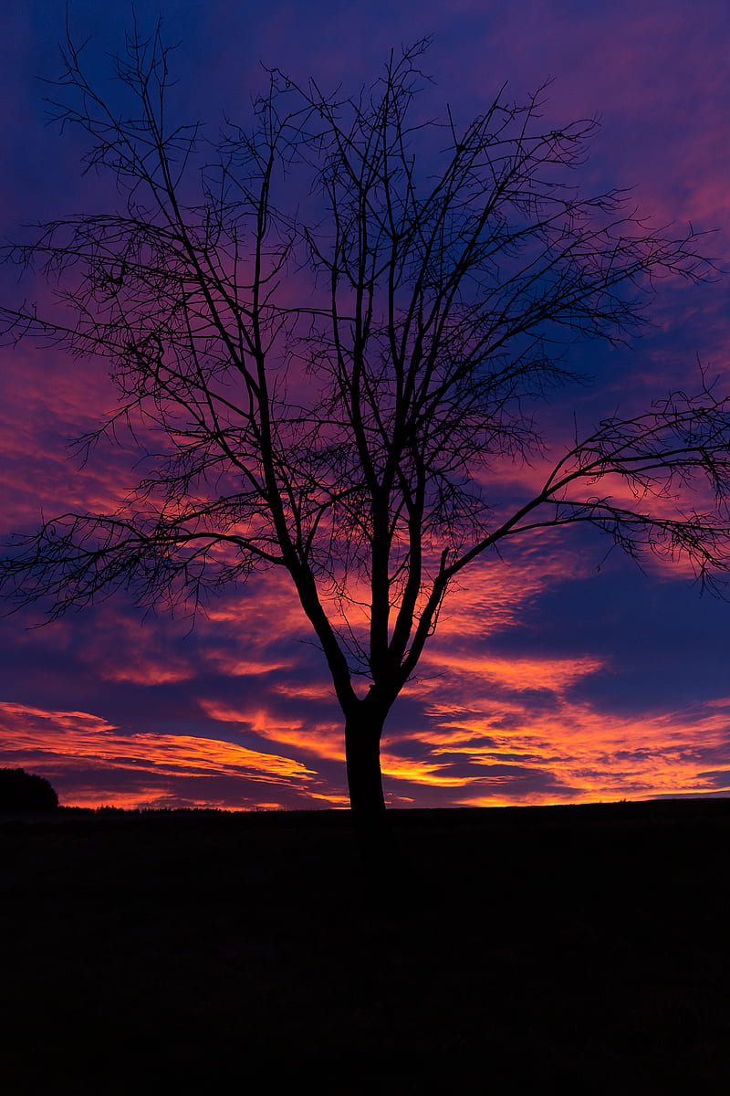sunset, tree, silhouette, HD phone wallpaper