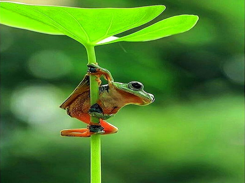 Lookout, anphibian, frog, green, leaf, HD wallpaper