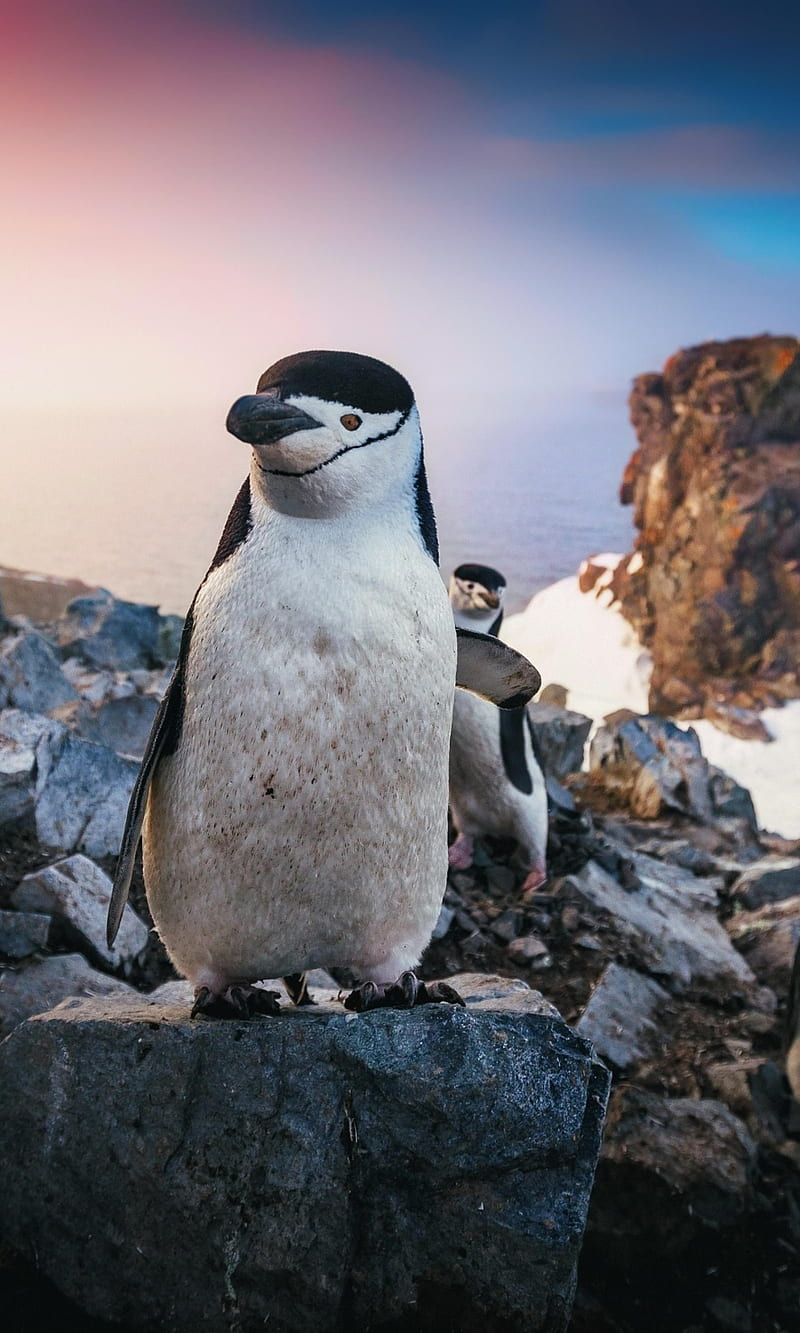Penguin Pals, penguin, penguins, nature, sunset, HD phone wallpaper | Peakpx