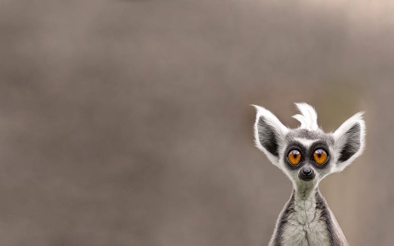 Lemur looking at you., look, lemur, eye, at, os, eyes, looking, HD wallpaper