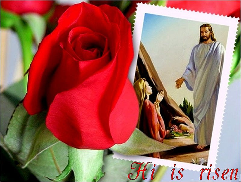 Jesus is risen!!!!!!, christ, jesus, christianity, rose, flower, resurrection, religion, god, HD wallpaper