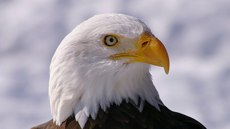 Bald Eagle Eye, brown, eye, American symbol, eagle, black, yellow, bald, bird-of-prey, cute, bird, beak, white, feathers, HD wallpaper