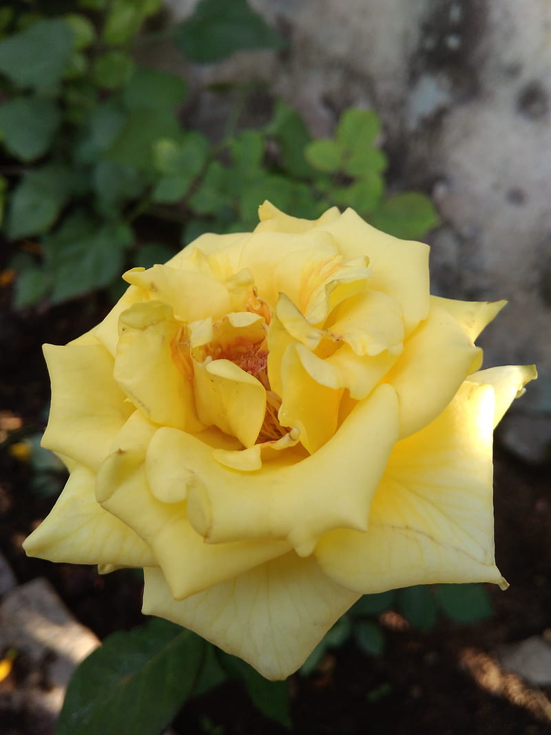 Yellow rose by mayur, xioami, HD phone wallpaper