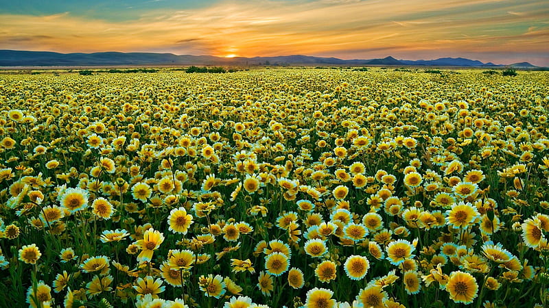 Field of Flowers, pretty, grass, sunset, clouds, floral, sundown, flowers field, splendor, flowers, beauty, sunrise, lovely, sky, rays, landscape, field, colorful, summer time, shine, bonito, sunflowers, light, amazing, glowing, view, sunlight, gree, colors, peaceful, summer, nature, meadow, HD wallpaper