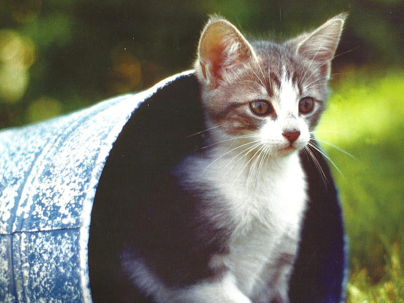 A kitten in a pail, tin, kitten, green, pail, HD wallpaper