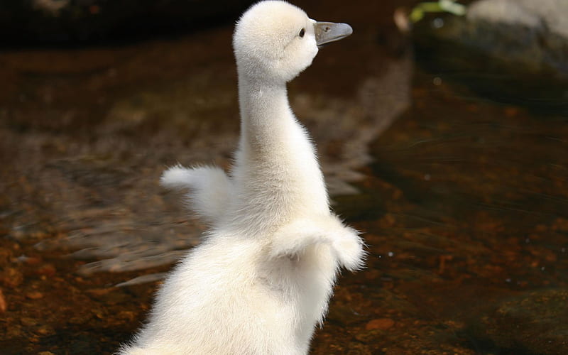 Baby Swan (Cygnet), swan, baby, HD wallpaper