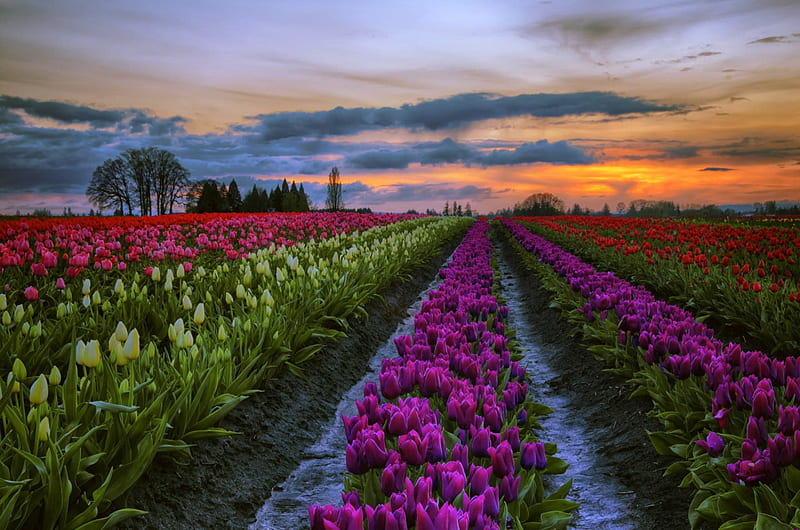 Nature Colors At Sunset, bonito, sunset, spring, trees, sky, clouds ...