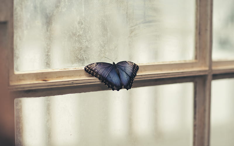 butterfly perching on window, HD wallpaper