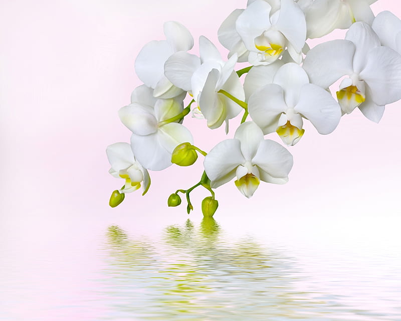 White orchids, Water, White, Flowers, Orchids, HD wallpaper