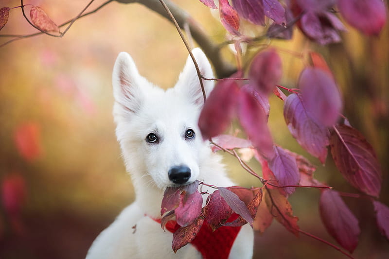 Animal, Swiss Shepherd, Dog, Fall, Pet, HD wallpaper