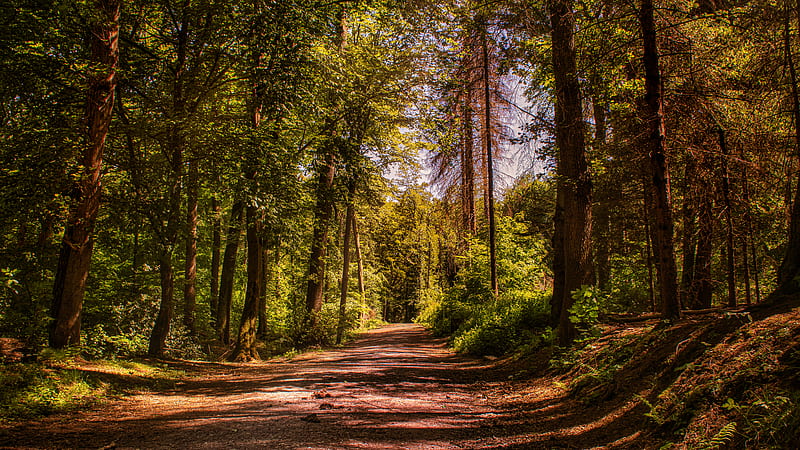 road, trees, alley, forest, HD wallpaper