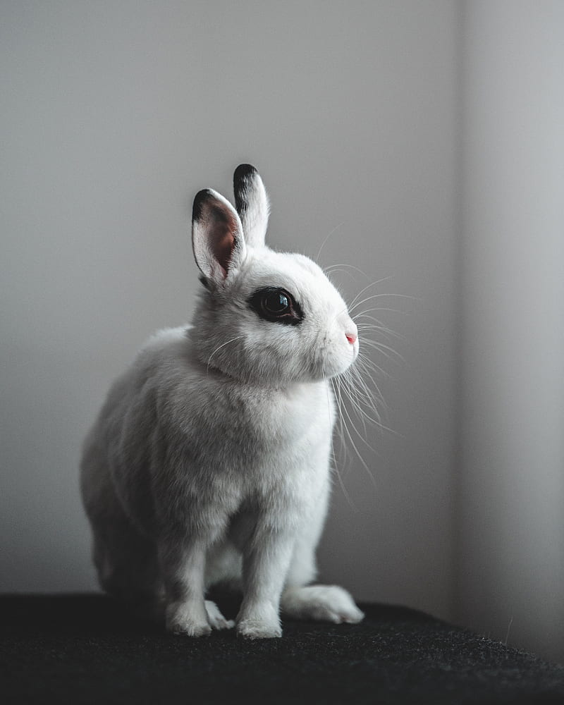 rabbit, hare, white, HD phone wallpaper