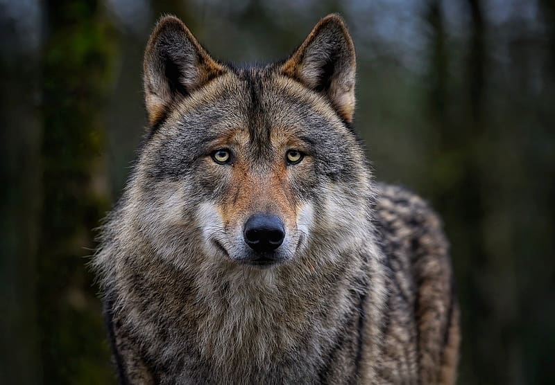 Lobo euroasiático, termeszet, vadvilag, szurke farkas, eurazsiai farkas ...