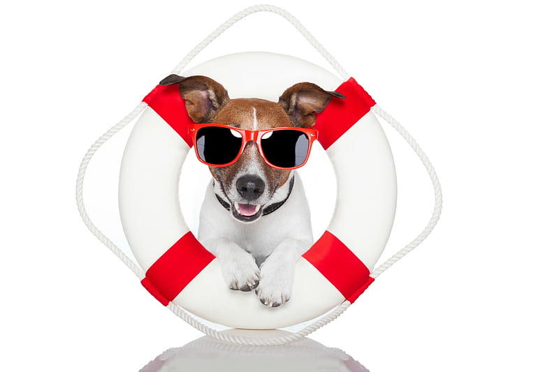 Lifeguard, red, caine, sunglasses, jack russell terrier, summer, funny, white, dog, HD wallpaper
