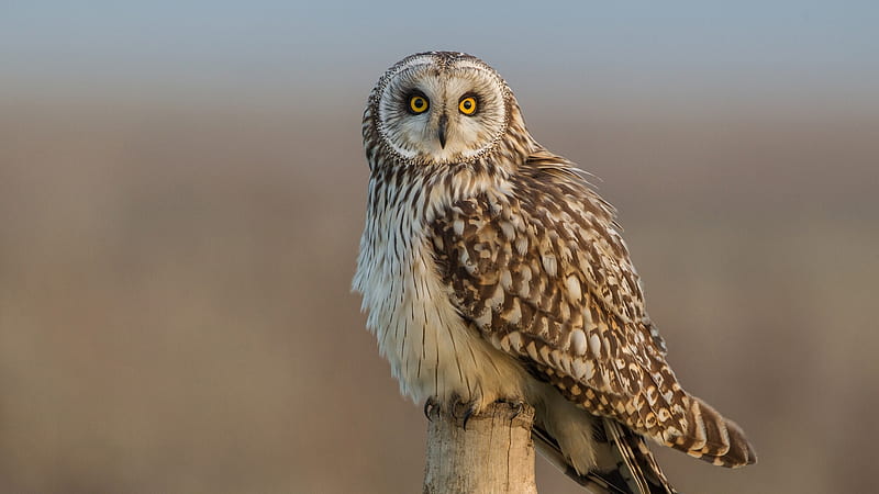 Brown Yellow Eyes Owl On Wood In Blur Background Owl, HD wallpaper