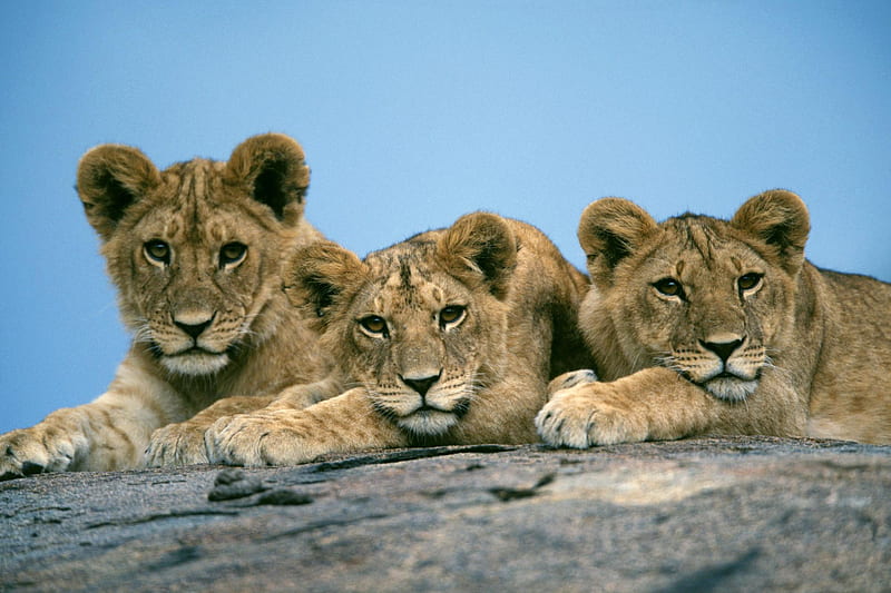 Leones bebé, bebés, cachorros, gatos, leones, animales, Fondo de pantalla  HD | Peakpx