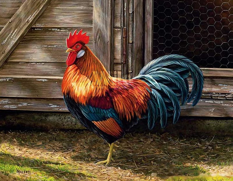Rooster at Backyard, painting, colorful, sunshine, artwork, HD wallpaper