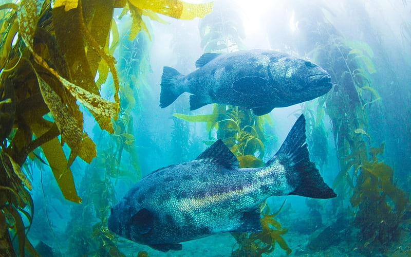 fish, algae, underwater world, big fish, HD wallpaper