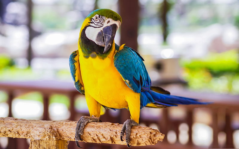Blue-yellow macaw, parrot, beautiful yellow bird, parrots, Ara ararauna, HD wallpaper