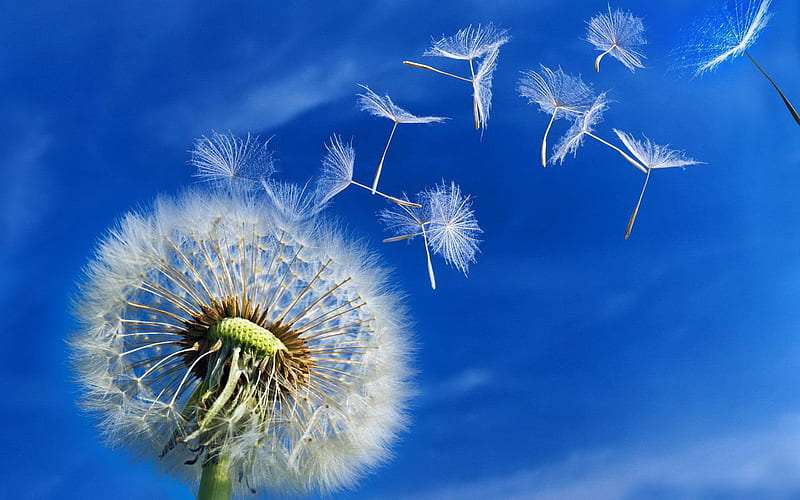 Dandelion seed blowing in the wind, Blue sky, Seeds, Puffs, White, Dandelion, Blowing, HD wallpaper