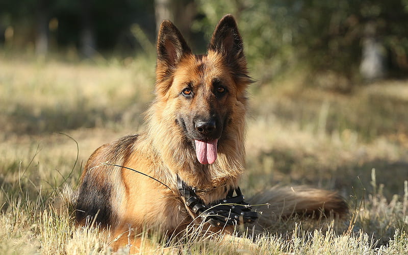 German Shepherd Dog, dog, hunting dogs, pets, HD wallpaper