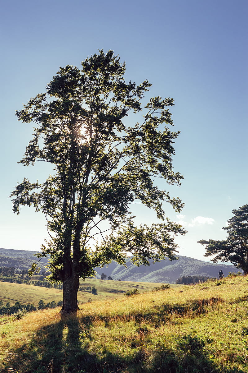 tree, mountains, meadows, man, sunlight, landscape, HD phone wallpaper