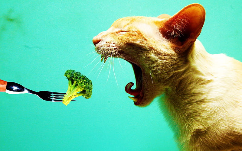 Vegetarian, cat, veg, green, HD wallpaper