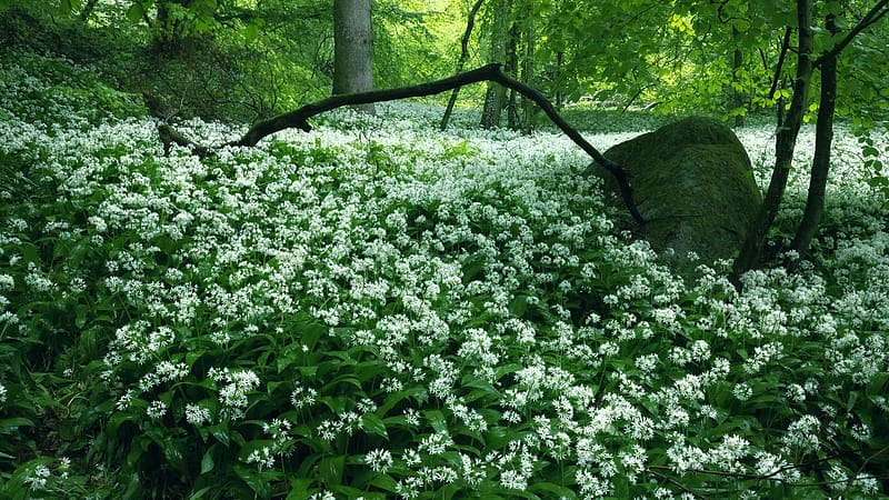 Wild Garlic, forest, blossoms, trees, landscape, spring, stones, HD wallpaper