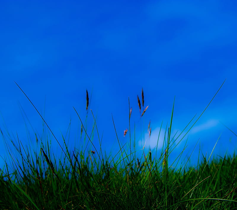 animated grass with sky blue