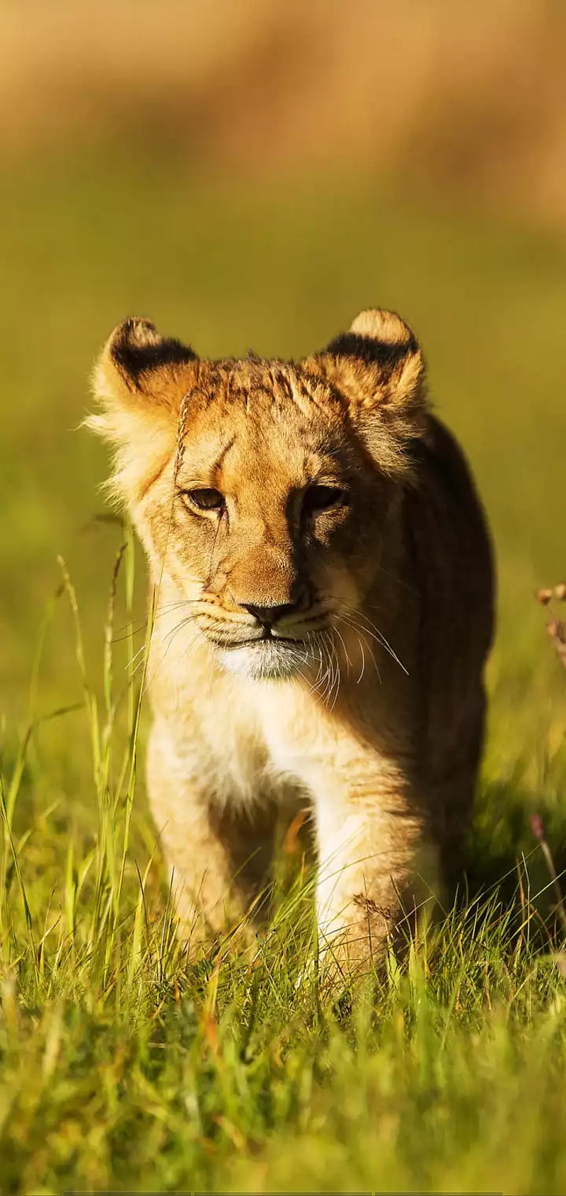 Lion Cub, animal, king, lions, HD phone wallpaper