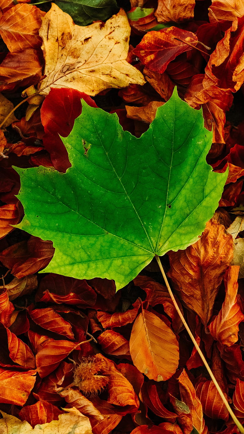 Autumn, close up, fallen, leaf, leaves, macro, nature, graphy, season, HD phone wallpaper