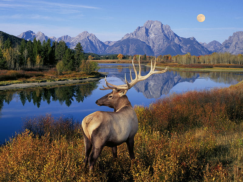 Deer, mountain, nature, river, animal, HD wallpaper
