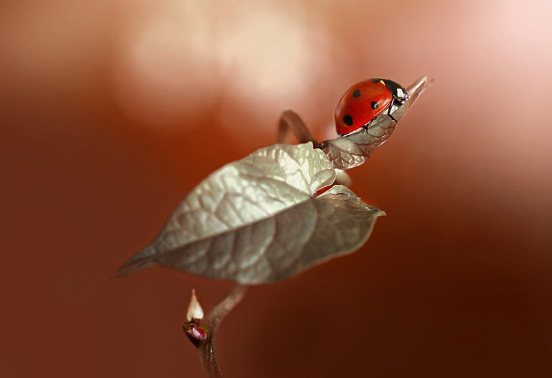 Ladybug, rina barbieri, gargarita, red, macro, insect, leaf, HD wallpaper