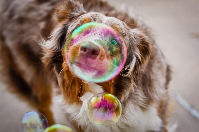 Bubble Dog graphy, bubble, dog, graphy, HD wallpaper