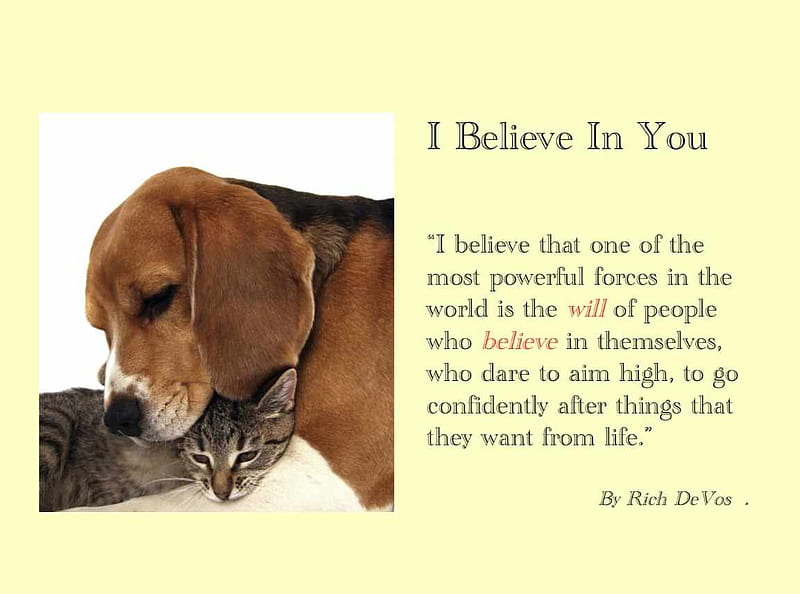 I Believe In You, life, together, bonito, you and i, cat, both, believe, animal, friendship, love, siempre, magical, friends, faith, dog, surprise, HD wallpaper