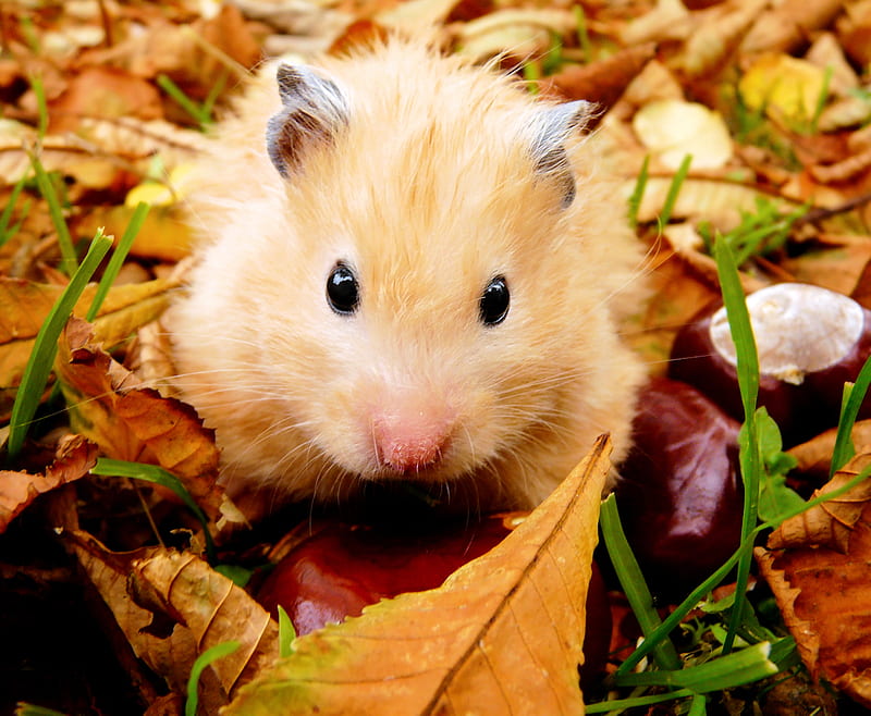 Cute hamster, cute, leves, pet, autumn, hamster, golden, colors, animals, HD wallpaper