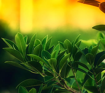 HD green leaves wallpapers