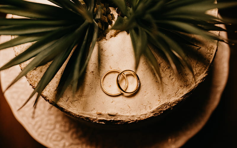 wedding rings, wedding on the islands, palm leaves, golden rings, wedding concepts, HD wallpaper