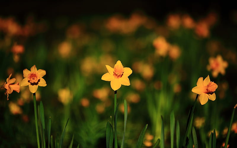narcissus yellow flowers spring-High quality, HD wallpaper