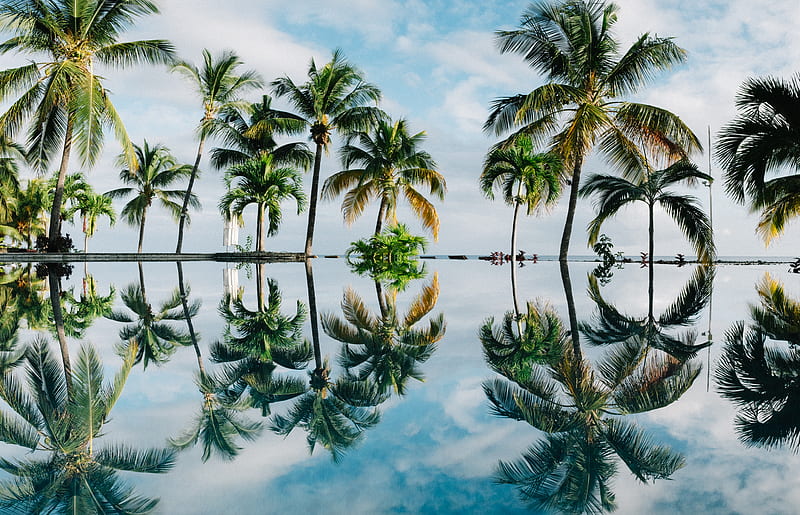 water reflection of coconut palm trees, HD wallpaper