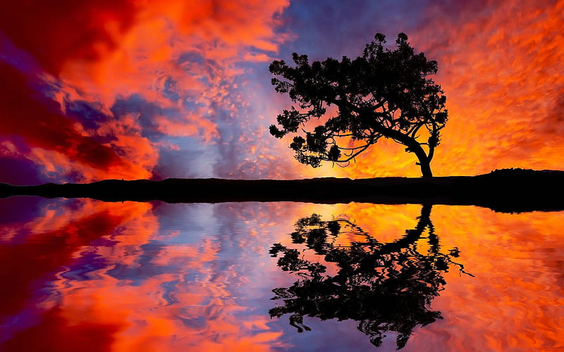 Reflecting Lonely Tree, tree, water, nature, sunset, reflection, sky, lake, HD wallpaper
