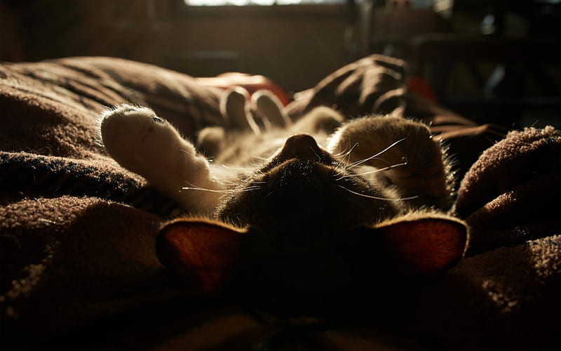 Shhh!, cute, sleep, funny, cat, kitten, animal, sweet, HD wallpaper