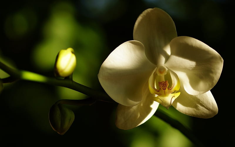 orchid, white orchids, tropical flowers, HD wallpaper
