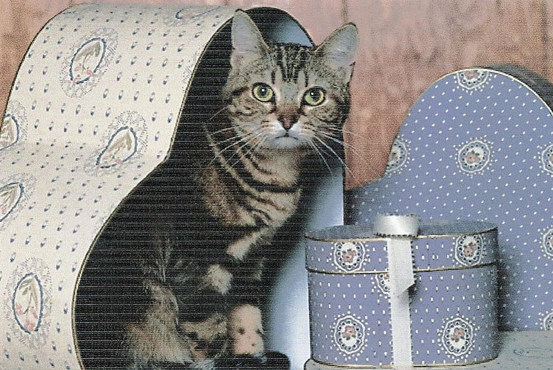 Tabby cat sitting a heart shape box, cute, paws, heart shape, tabby, box, cay, HD wallpaper