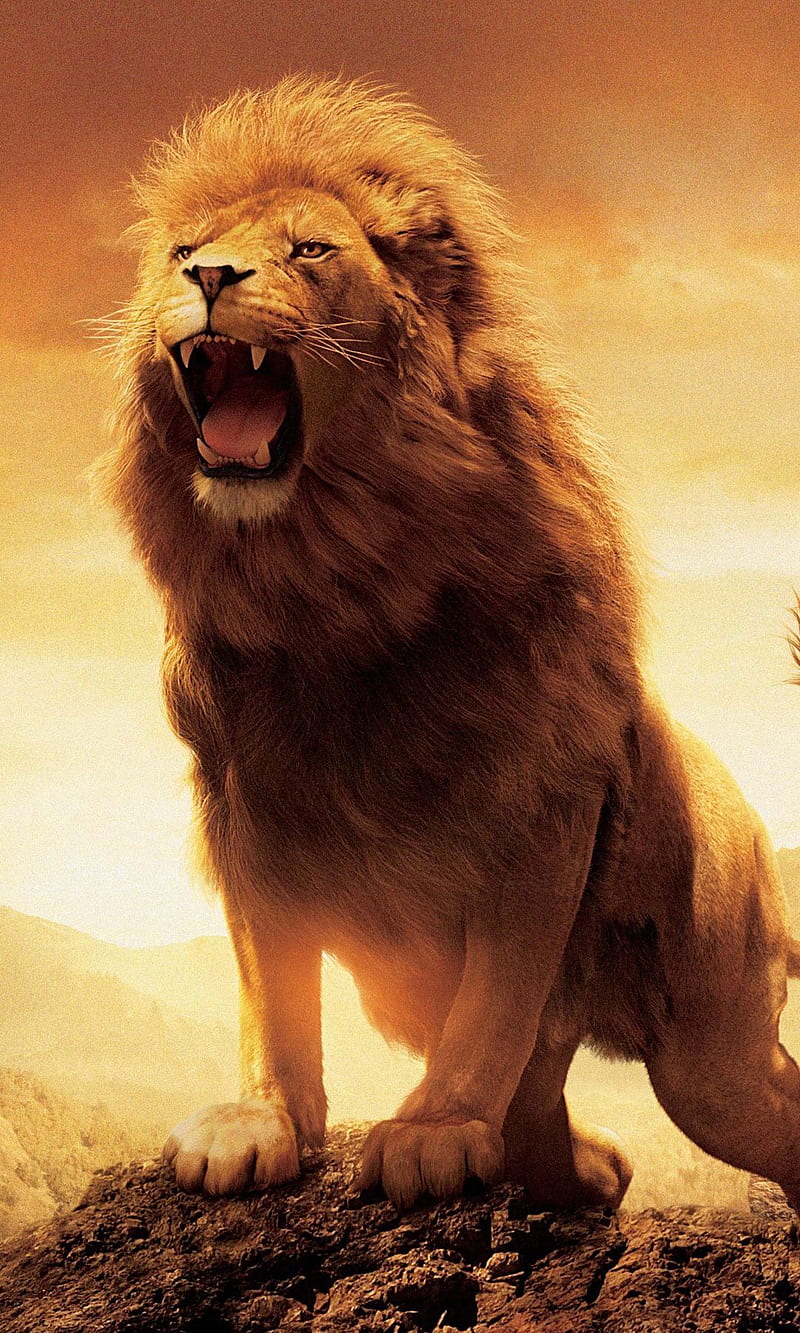 lion, wolf, HD phone wallpaper