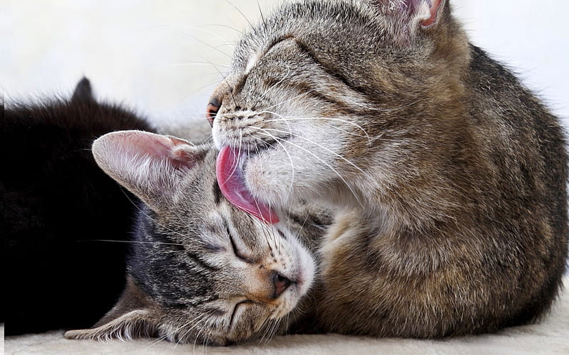 CLEANING TIME, lick, pain, cleaning, cats, HD wallpaper