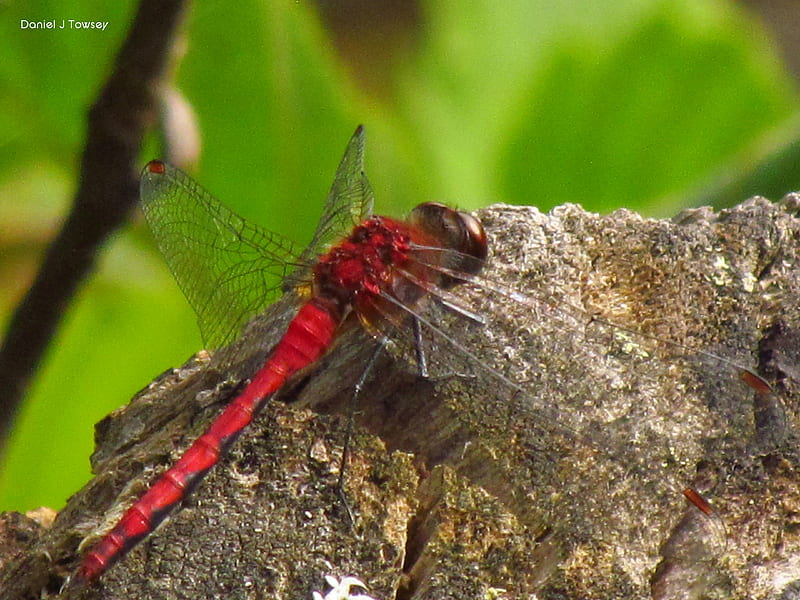 Red Dragonfly, the visionary folk grapher, danieltowsey, daniel j towsey, HD wallpaper