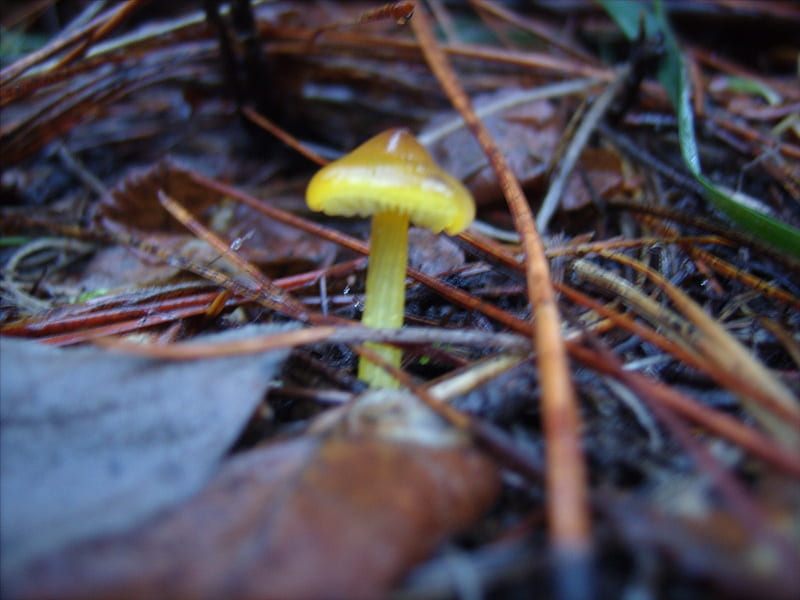 yellow mushroom, forest, fungi, leaves, macro, mushroom, HD wallpaper