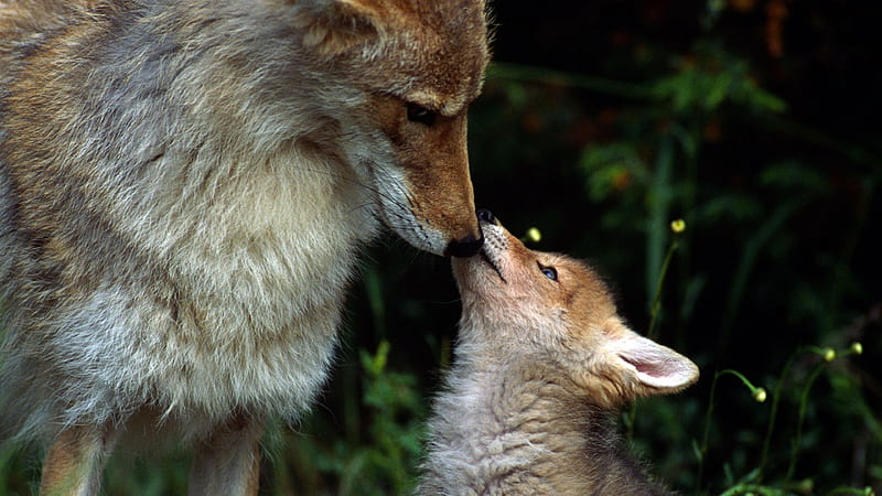 arctic wolf pups and mom