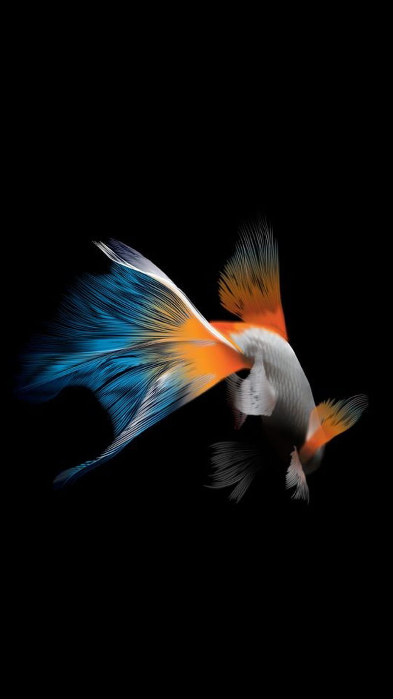 A Fish, 3d, abstract, goldfish, HD phone wallpaper | Peakpx